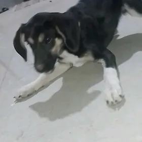 tuzik