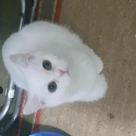 Шотландские страйты