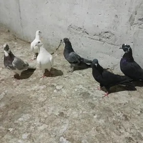 kepderi.