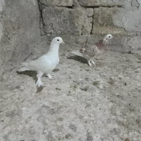 kepderi.