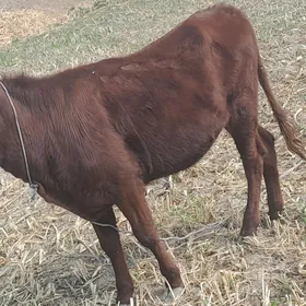 Gaçar 1 yarm yaş paroda