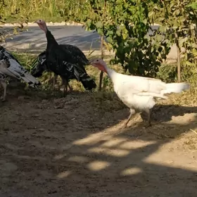 индук