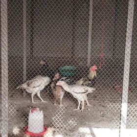 Daşkent towuk