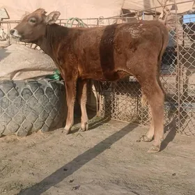 öküz