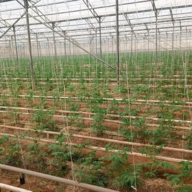 İŞGÄR OGLAN GYZ GELİN ALYAS