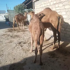 Ogşyk