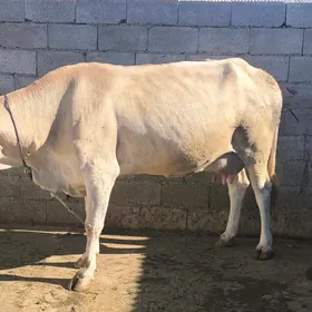 Goleli Sygyr