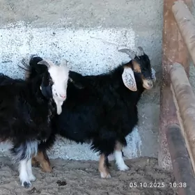çewis