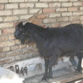 Geçi