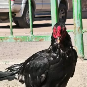 Хораз