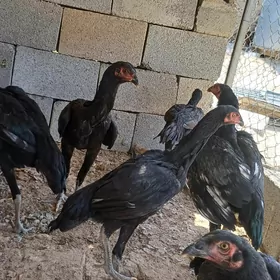 Taşkent