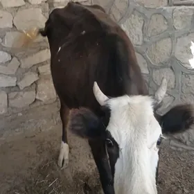 Sgyr