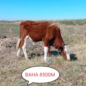 OKUZLER