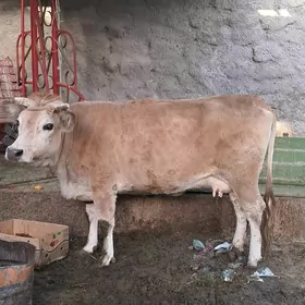 Sygyr