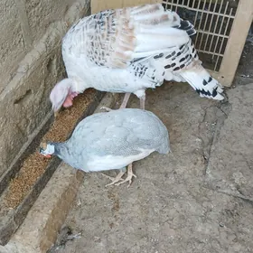 öý guşlary