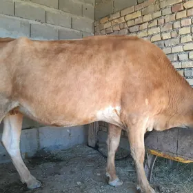 Bogaz sygyr
