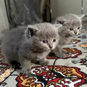 Котенки
