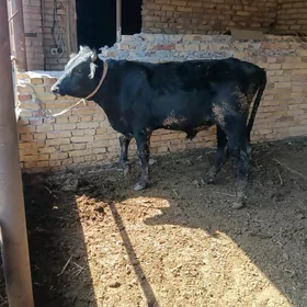 öküz
