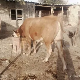öküz