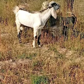 Päkistan teke
