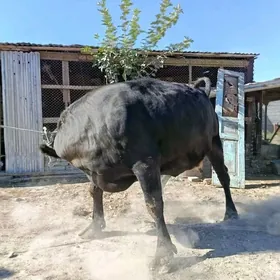 bakylan sygyr okuz