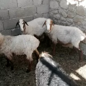 Гоюн