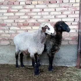 Goýunlar Bakyda Duran