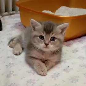 шотландский шиншилла