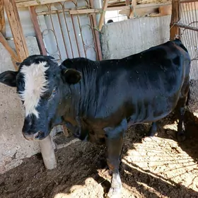 okuz angus