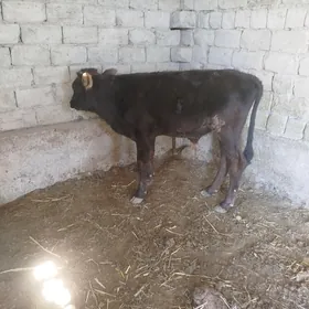 okuzce