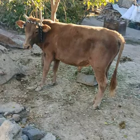 göle