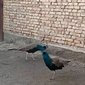 Tawus