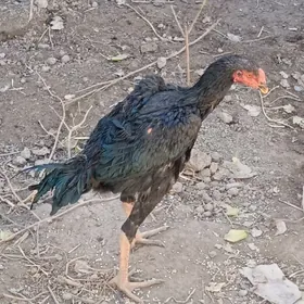 paroda horaz