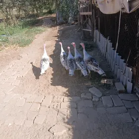 Индук
