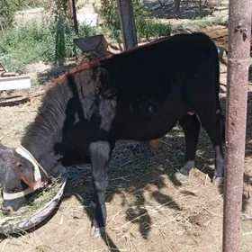 öküzçe