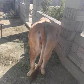 Tüwe