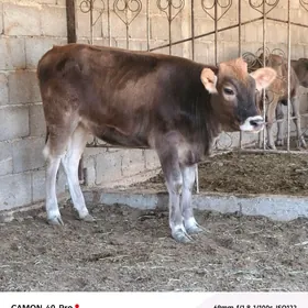 Şiwet tüwe