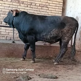 bakylan okuz