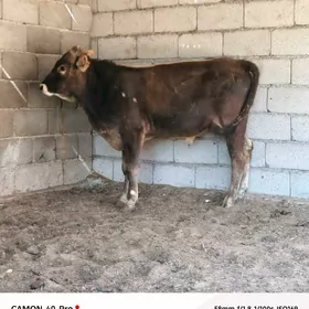Şiwet ökűz