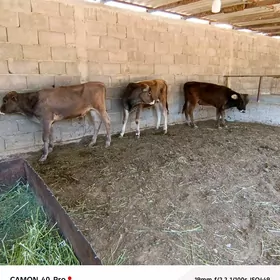 Öküzçeler