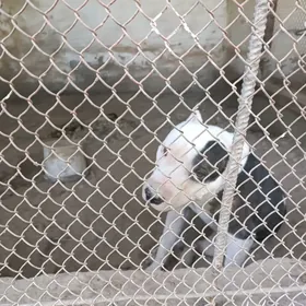 вулкан питбул