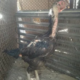 Taşkent maki