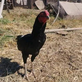 baysow horaz