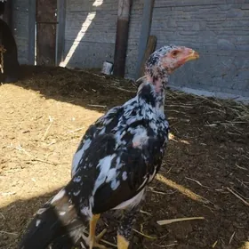 baysow jůje