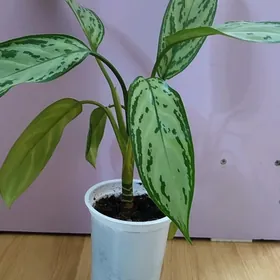 aglaonema gul