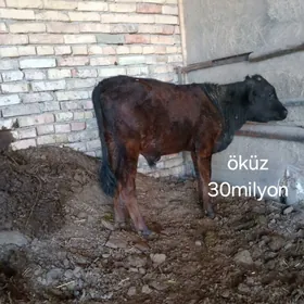 okuz tuwe
