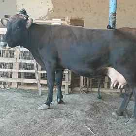 goleli
