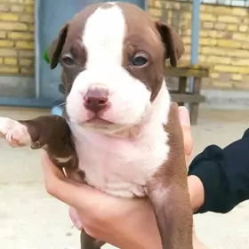 pitbul