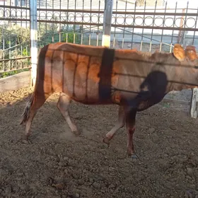 paroda gulajyn