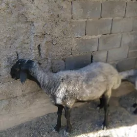 goýun
